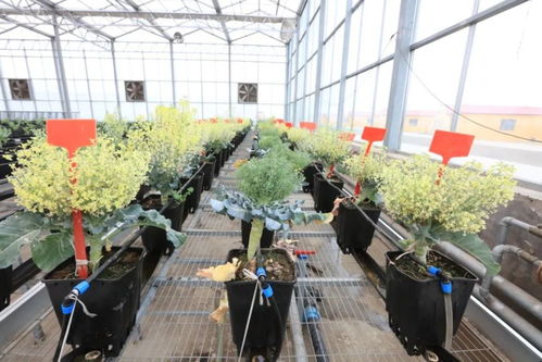 花菜 西兰花 傻傻分不清楚 来西青涨知识