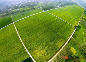 杭州三墩华联村 助力乡村振兴 摆开全域土地综合整治 龙门阵